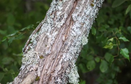 Téléchargez les photos : Texture écorce d'arbre avec lichen. Détails de la nature dans la forêt sauvage. - en image libre de droit