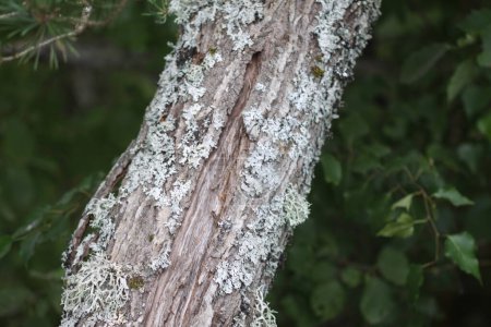 Écorce d'arbre avec lichen. La nature dans une forêt sauvage.