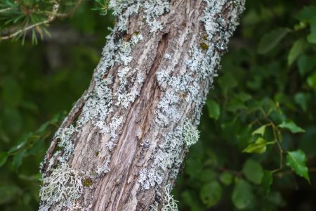 Écorce d'arbre avec lichen. La nature dans une forêt sauvage.