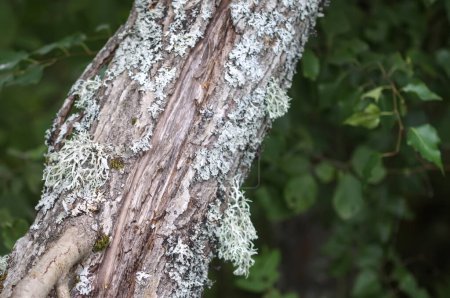 Tree bark with lichen. Nature in a wild forest.