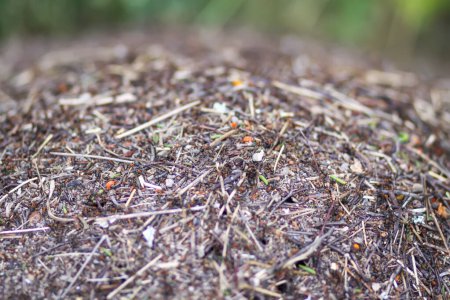 An anthill with a colony of ants in a wild forest.