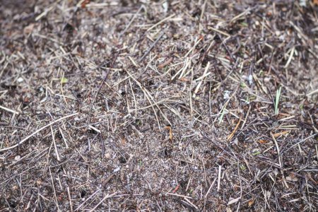 Téléchargez les photos : Une fourmilière avec une colonie de fourmis dans une forêt sauvage. - en image libre de droit