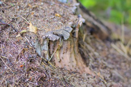 Téléchargez les photos : Une fourmilière avec une colonie de fourmis dans une forêt sauvage. - en image libre de droit