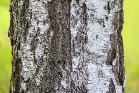 Tree bark with lichen. Nature in a wild forest.