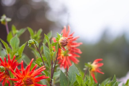 Eine Nahaufnahme einer roten Dahlia pinnata Gartenblume.