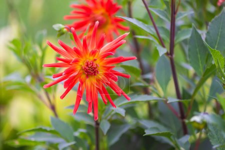 A closeup view of a red Dahlia pinnata garden flower.