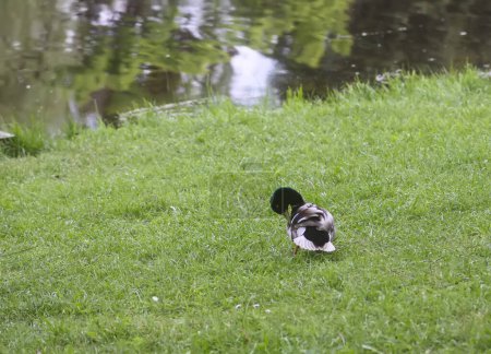 A cute duck walks on the green grass near the river.