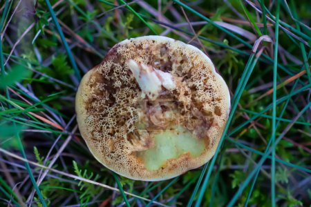 Wormy boletus mushroom. White fungi with worms.