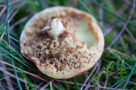 Téléchargez les photos : Vénérable champignon bolet. Champignons blancs aux vers. - en image libre de droit