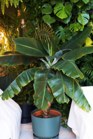 Banana palm tree in flowerpot indoors. Tropical houseplant in light interior