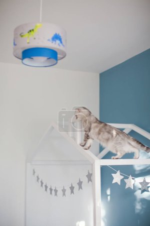 Téléchargez les photos : Grey british cat walking on the white childs house shaped bed - en image libre de droit