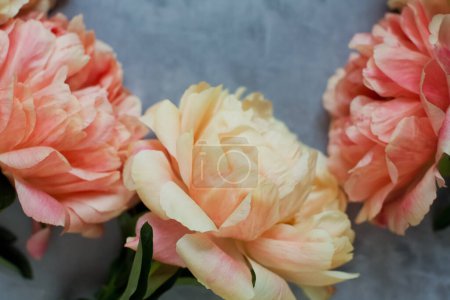 Coral peonies on a grey concrete background with copy space