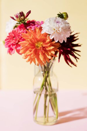 Beautiful bouquet of dahlia in vase on a pink and yellow background, copy space