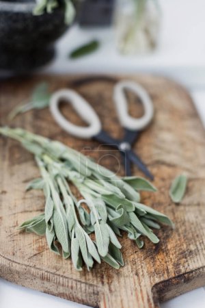 Aromatic green sage leaves herbs at kitchen. Bunch of salvia and garden scissors on a wooden desk near stone mortar and pestle