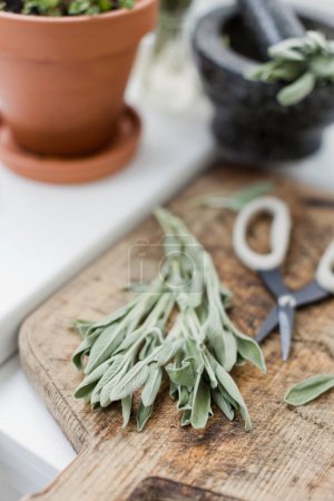 Aromatic green sage leaves herbs at kitchen. Bunch of salvia and garden scissors on a wooden desk near stone mortar and pestle