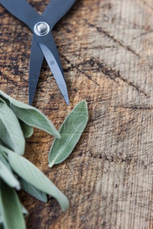 Aromatic green sage leaves herbs at kitchen. Bunch of salvia and garden scissors on a vintage wooden desk close up