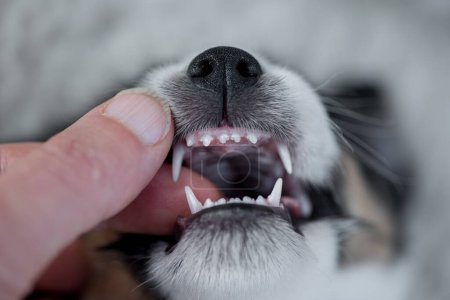 Foto de Dental control - puppy dog 5,5 weeks old -  correct bite of a small young Jack Russell Terrier doggy - Imagen libre de derechos