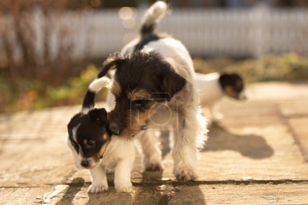 Junge süße Welpen 6 Wochen alt. schöne Jack Russell Terrier Mama Hund mit Welpe. Hündin erzieht Welpen.  