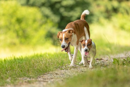 Téléchargez les photos : Deux mignons chiens enchanteurs marchent ensemble sans humains. Petit Jack Russell Terrier chien et un gros chien bâtard - en image libre de droit