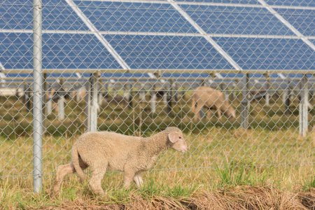 Foto de Muchos paneles de energía solar con ovejas pastando - sistema fotovoltaico - Imagen libre de derechos