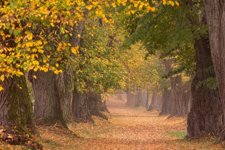 Téléchargez les photos : Belle allée de tilleuls en automne en Allemagne Bavière près de Mindelheim - en image libre de droit
