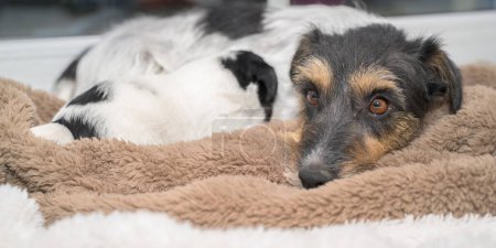 Téléchargez les photos : Très petit chien chiot Jack Russell Terrier avec sa mère. Pup et chienne sont câlins - en image libre de droit