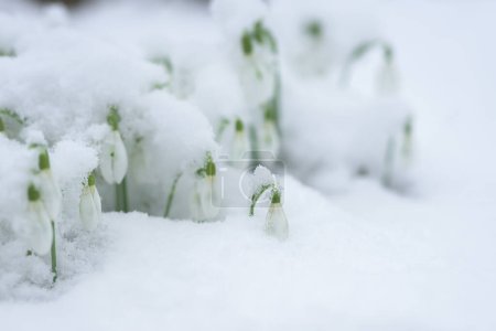 Snowdrops in deep snow. Latin name Leucojum vernum