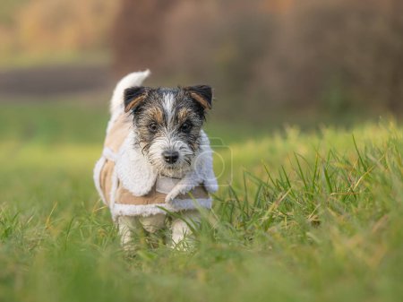 Photo for Small rough-haired Jack Russell Terrier puppy 15 weeks old. dog standing in a medow on a cold sunny December day, wearing a warm coat. - Royalty Free Image