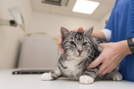 Photo for Cat in the veterinary practice. Veterinarian is X-ray the animal - Royalty Free Image