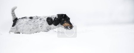 Foto de Poco activo tricolor Jack Russell Terrier perro come nieve en un prado en invierno y sigue un rastro - Imagen libre de derechos