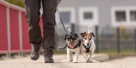 Dog handler walks with her little dogs on a road. Two cute obedient Jack Russell Terrier doggy