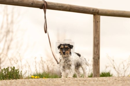 Foto de Pequeño gato russell terrier perro atado a una estaca. Tal vez el perro también fue abandonado y dejado - Imagen libre de derechos