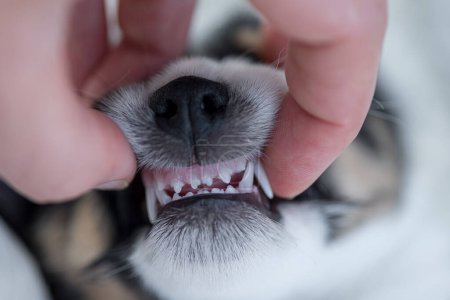 Foto de Dental control - puppy dog 5,5 weeks old -  correct bite of a small young Jack Russell Terrier doggy - Imagen libre de derechos