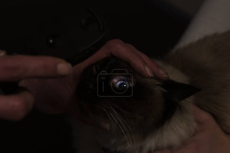 Photo for The cat is examined by the veterinarian. Vet lights up with the slit lamp in the eye of the  cute pet. - Royalty Free Image