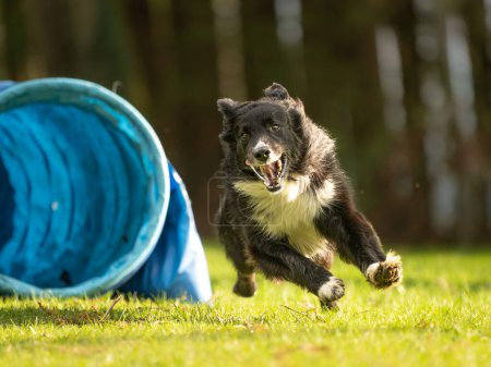 A fast Border Collie dog is running through an agility tunnel. Training for a sports competition