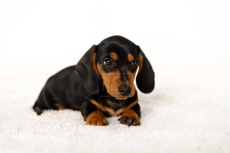 Téléchargez les photos : Mignon petit chien de saucisse 10 semaines - en image libre de droit