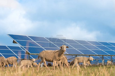 Photo for Many solar power panels with grazing sheeps - photovoltaic system - Royalty Free Image