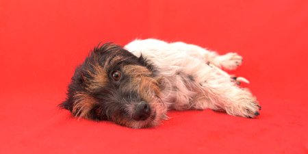 Téléchargez les photos : Mignon Jack Russell Terrier chien maman en face de fond rouge. - en image libre de droit