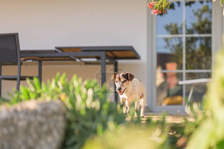 Foto de El viejo perro Jack Russell Terrier está en casa en la terraza. Doggy tiene 13 años - Imagen libre de derechos