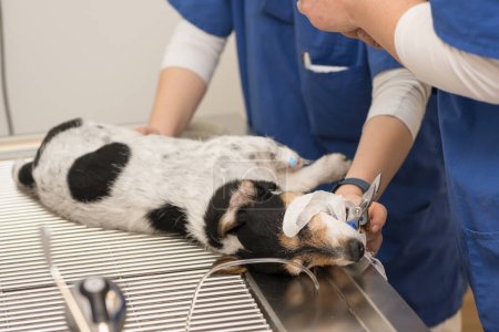 Photo for Vet prepares small cute sick Jack Russell Terrier dog for surgery in the veterinary clinic. He is intubated for artificial respiration. - Royalty Free Image