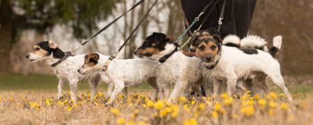 Photo for Dog sitter is walking  with many dogs on a leash in the beautiful nature in the season spring. A pack Russell Terrier. - Royalty Free Image