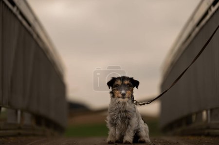 Téléchargez les photos : Petit chien Jack Russell Terrier attaché à une rampe de pont. Peut-être que le chien a aussi été abandonné et laissé - en image libre de droit