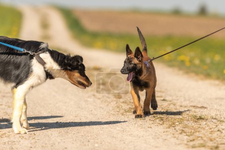 Photo for Springtime dog encounter: a border collie and  a malinois meet on countryside path - Royalty Free Image