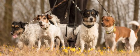 Emballe Jack Russell Terrier. Dog sitter marche avec de nombreux chiens en laisse dans la belle nature au printemps de la saison