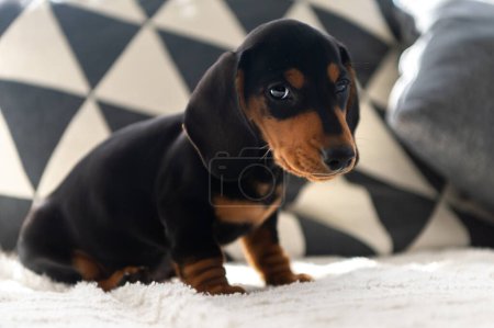 Téléchargez les photos : Mignon petit chien saucisse 10 semaines sur le canapé gris intérieur - en image libre de droit