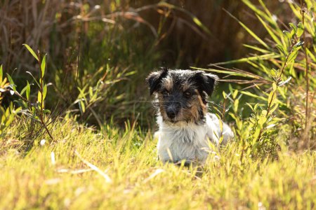 Téléchargez les photos : Small handsome tricolor rough haired jack russell terrier dog in an autumnal environment - en image libre de droit