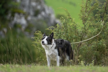Photo for Border Collie dog  leashed on a tree. Maybe the dog was also abandoned and left - Royalty Free Image