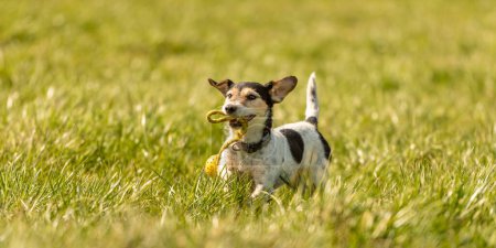 Photo for A small cute little Jack Russell Terrier dog running fast and with joy across a meadow with a toys in his mouth - Royalty Free Image