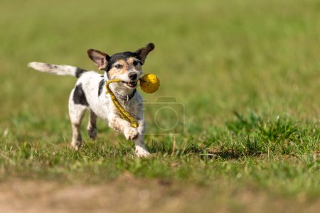 Foto de A small cute little Jack Russell Terrier dog running fast and with joy across a meadow with a toys in his mouth - Imagen libre de derechos