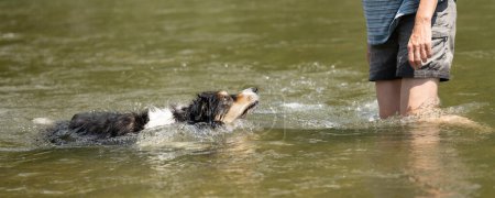 Border Collie. Europäischer Hundebesitzer spielt mit seinem gehorsamen Hund im Wasser 